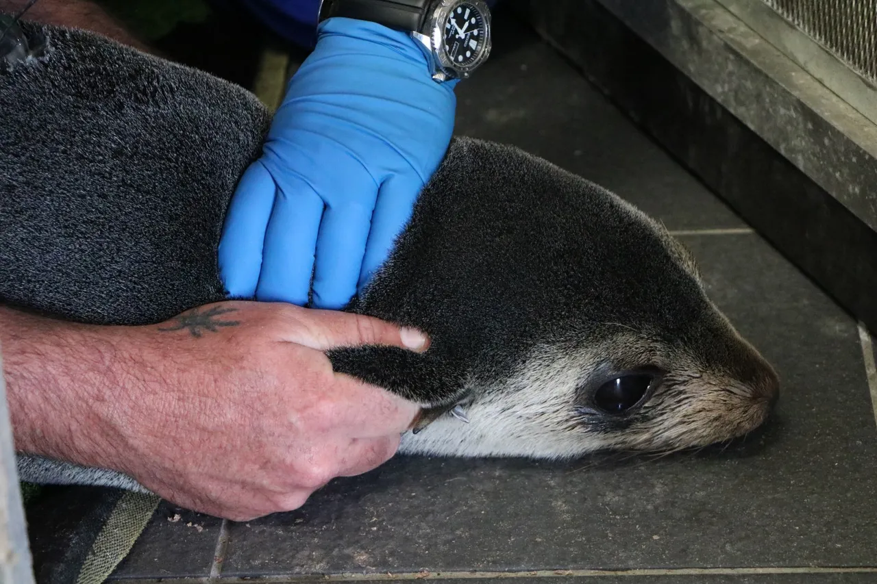 Daisy Seal D Bowen 3