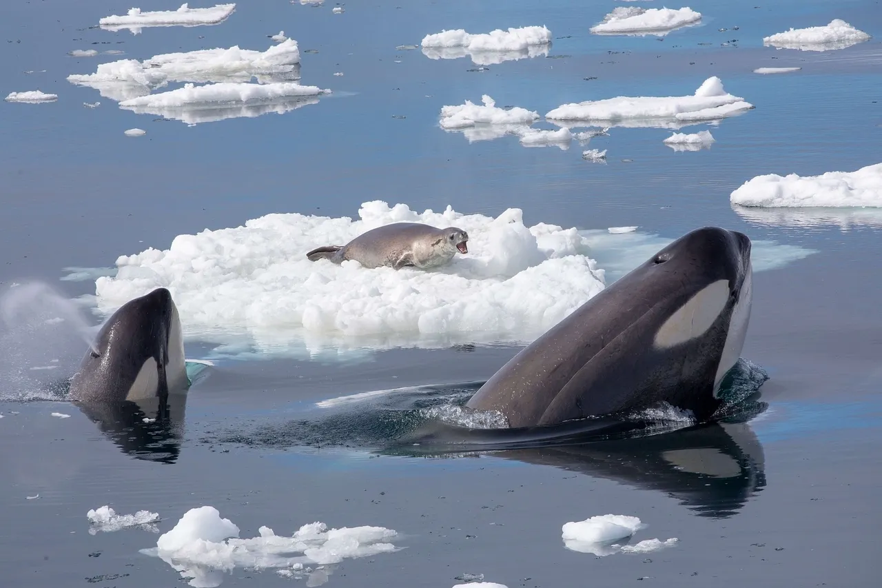 Killer Whales Hunting a Seal