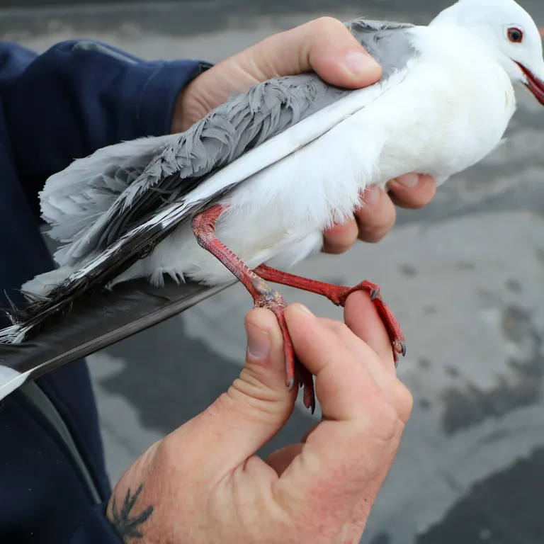 Marine Wildlife Management Programme