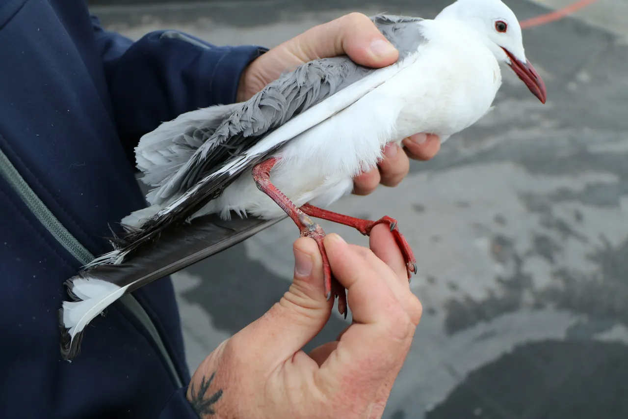 Brett Seagull Rescue D Bowen 8