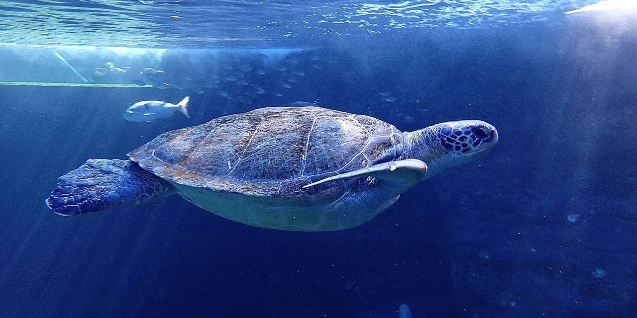 The Flipper Effect: Protect Bob's Home
