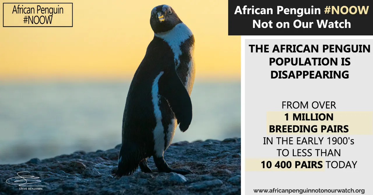 #NOOW Not On Our Watch: A campaign to save the African penguin