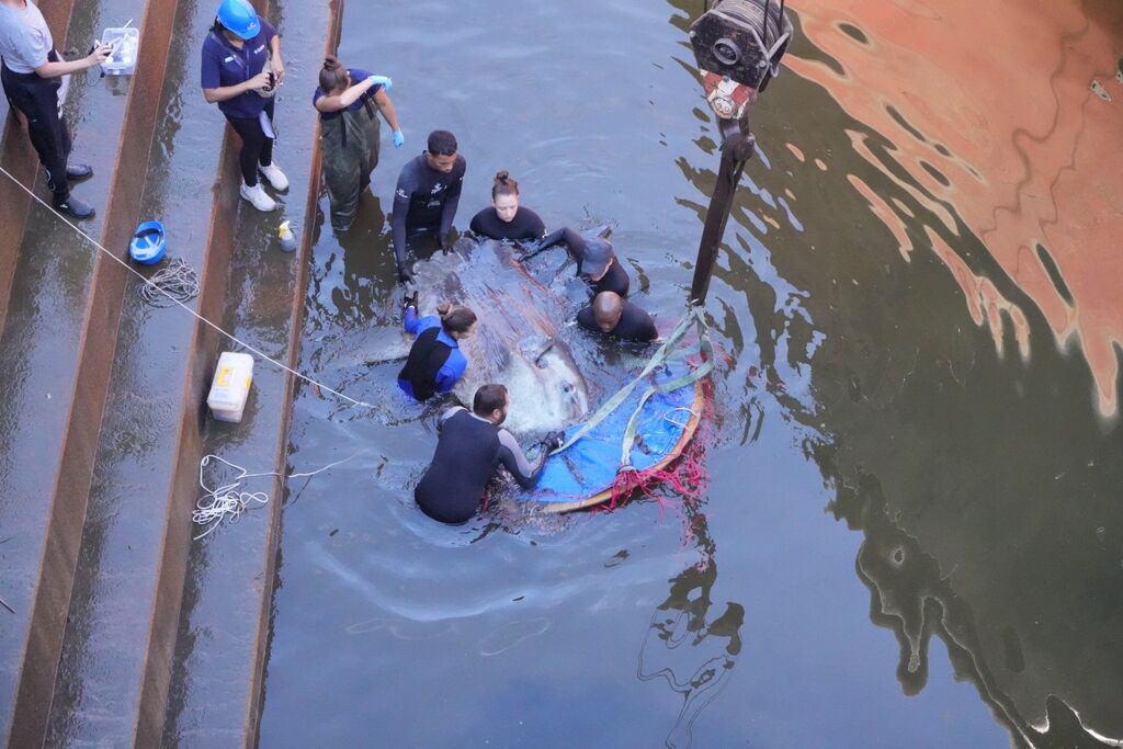 Two Oceans Aquarium | Enormous ocean sunfish rescued in Cape Town…