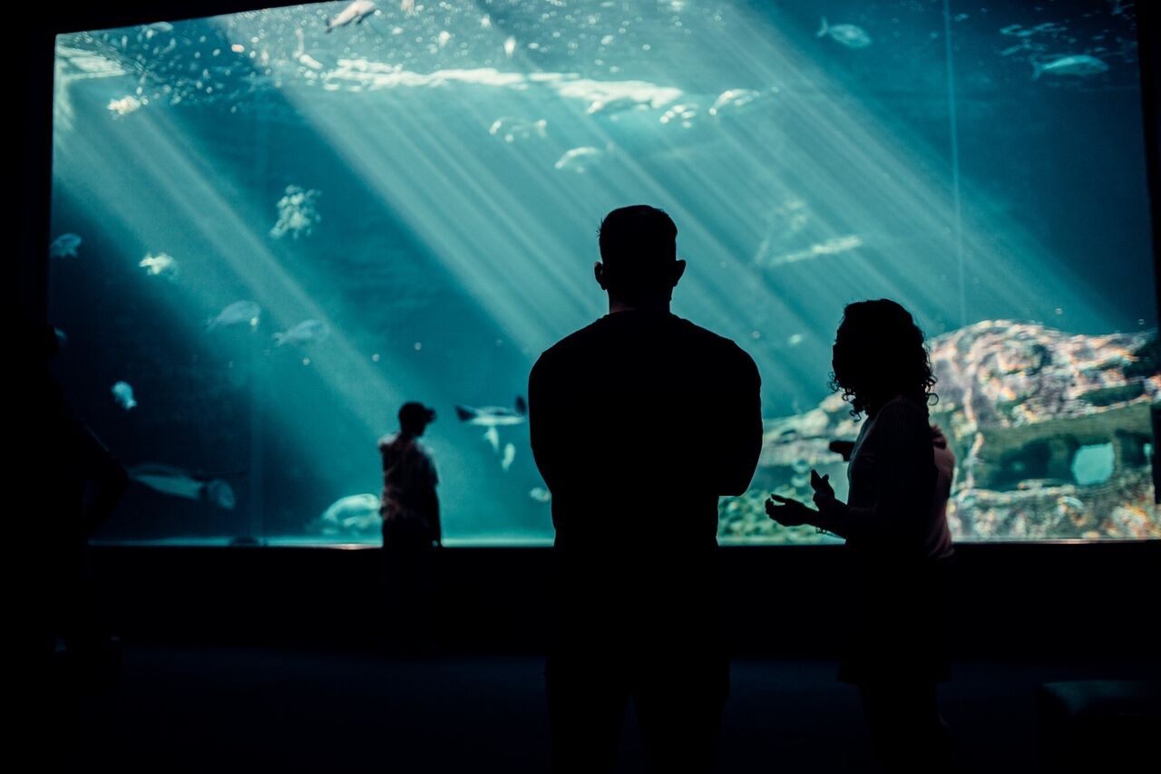 8 reasons to become a two oceans aquarium member