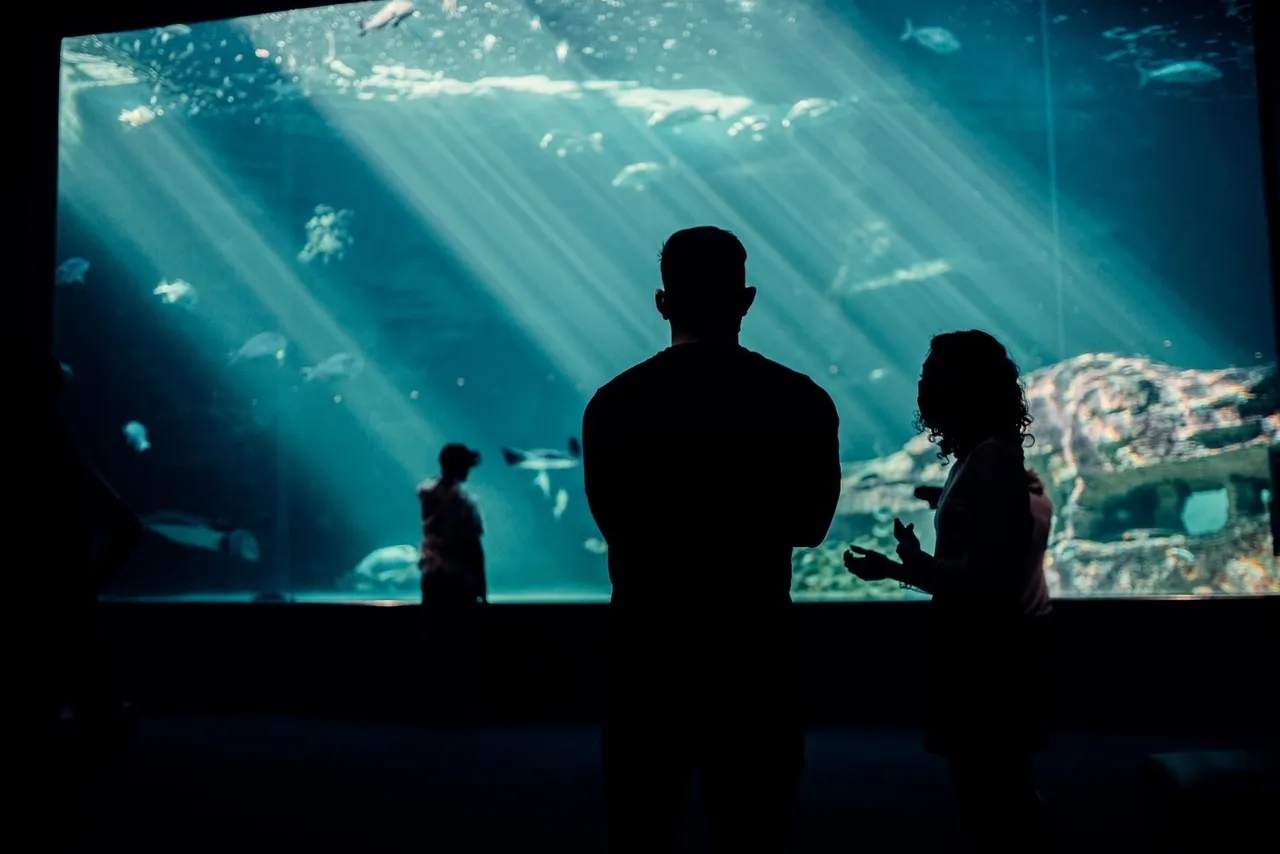 8 reasons to become a two oceans aquarium member