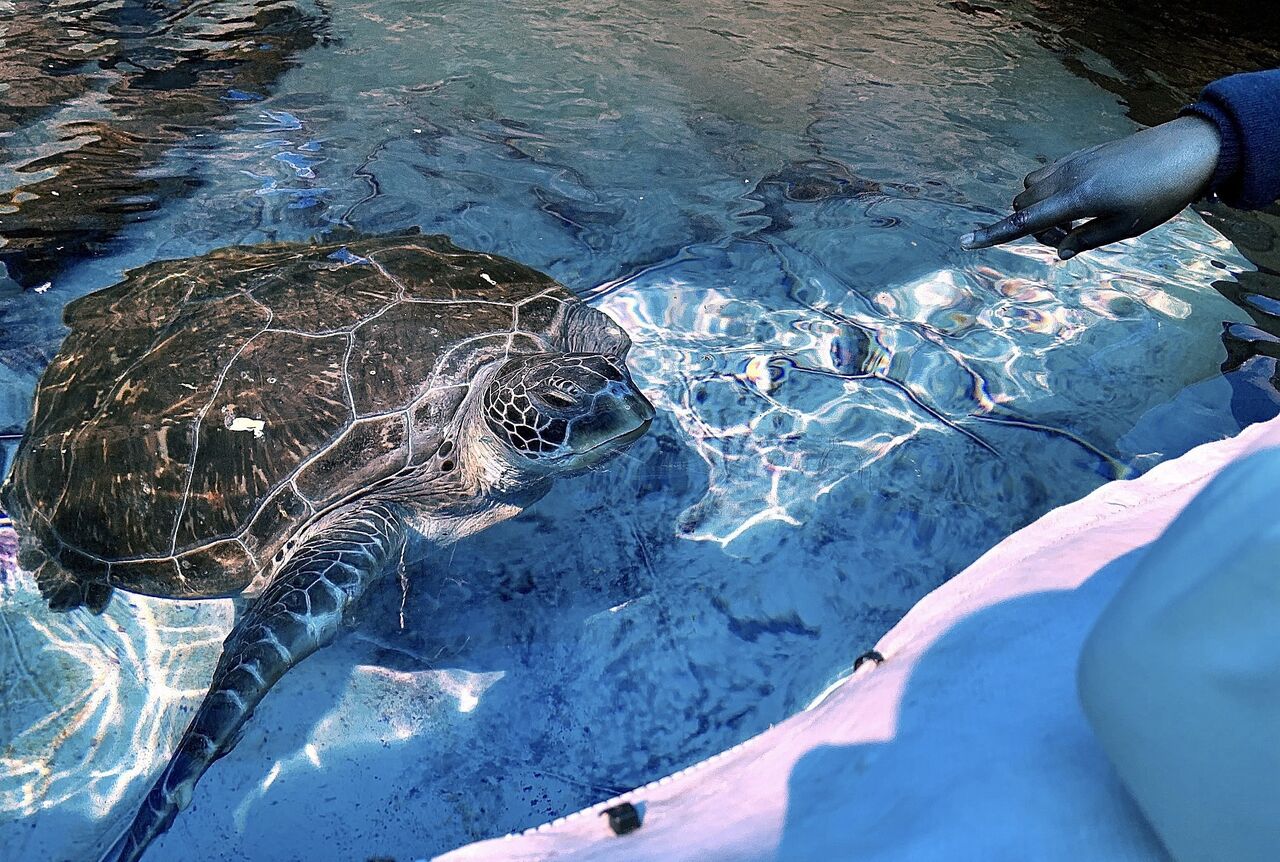 Geri the three-flippered green turtle's rehabilitation is complete - time to be released!
