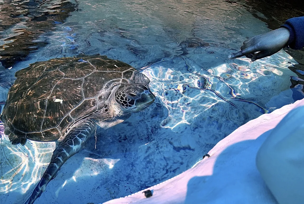 Geri the three-flippered green turtle's rehabilitation is complete - time to be released!