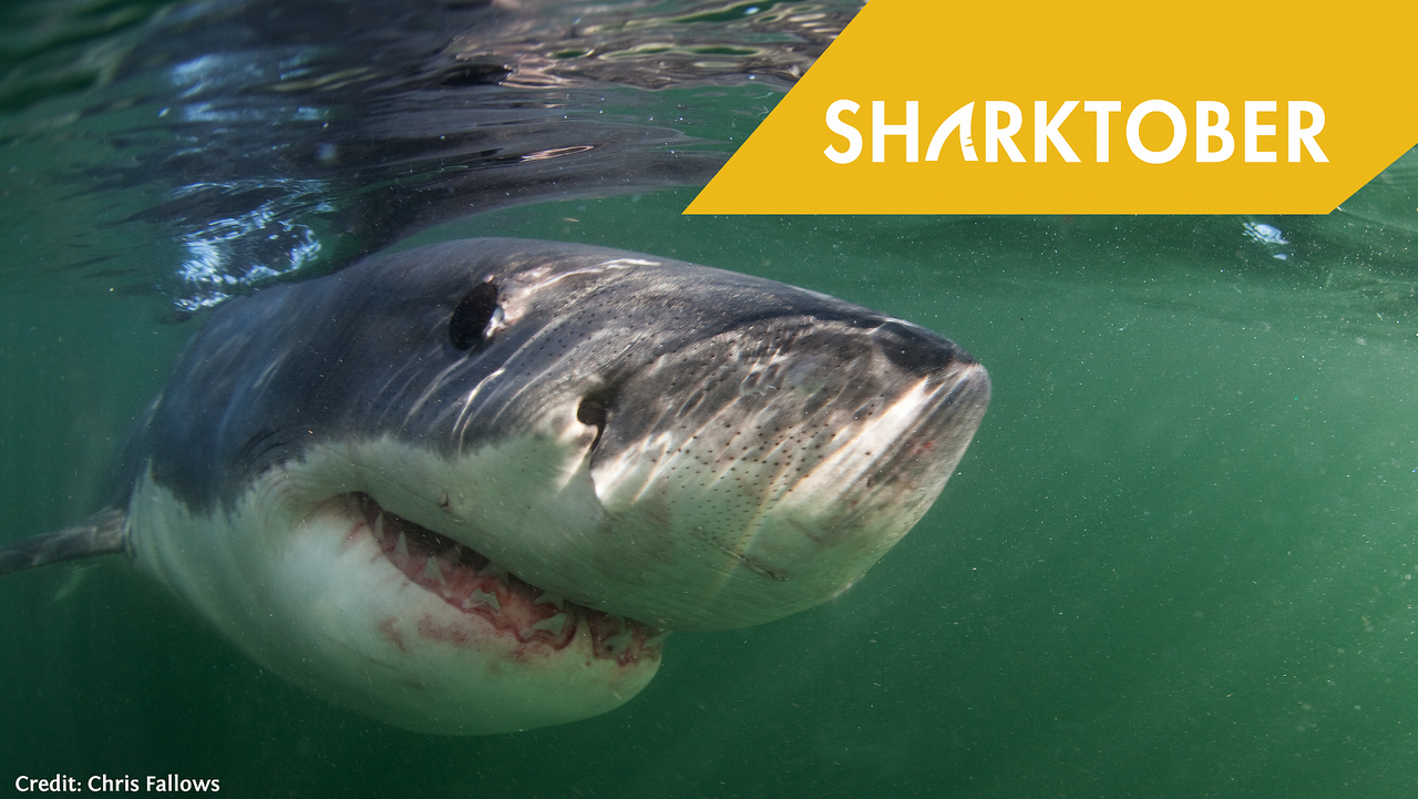 How do sharks smell?