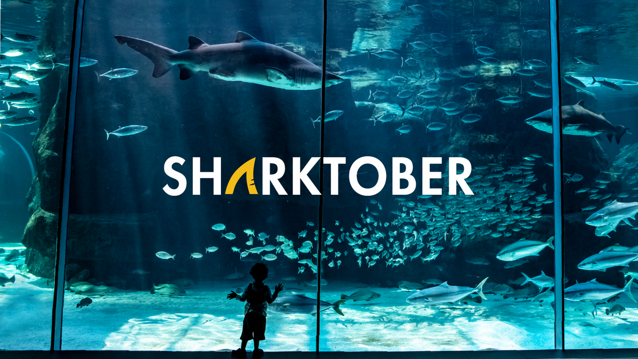 It's sharktober at the two oceans aquarium!