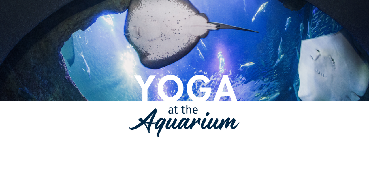 Yoga at the aquarium