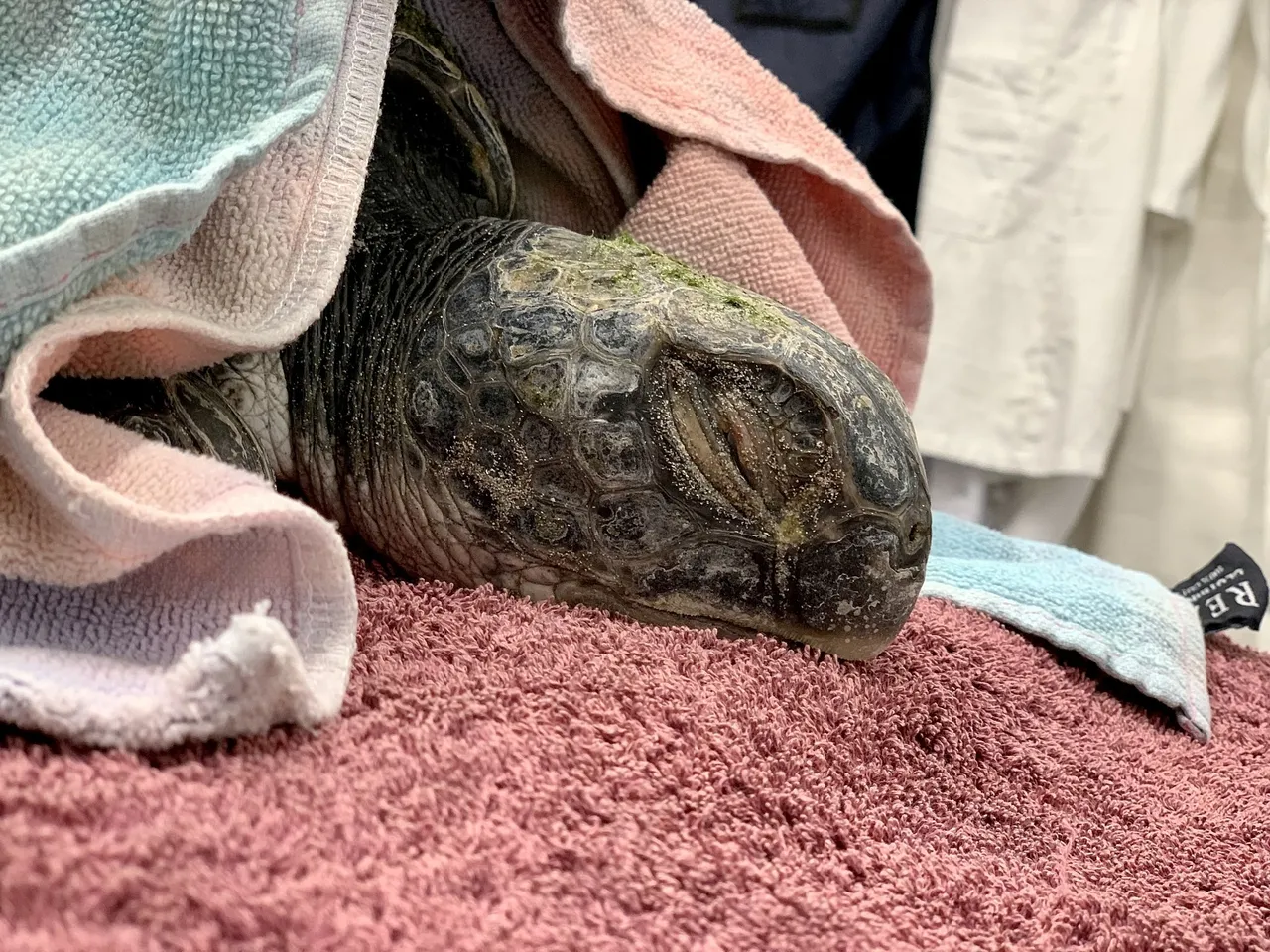 Meet Kijani, our hero turtle storyteller