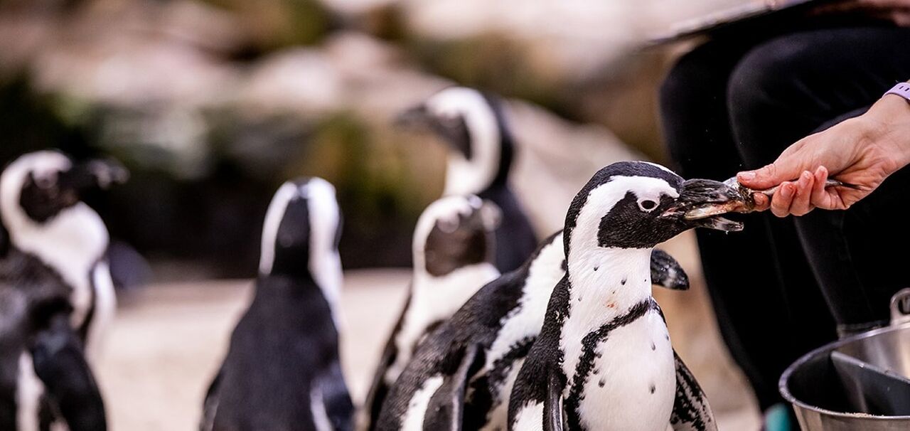 Celebrating Call to Earth Day