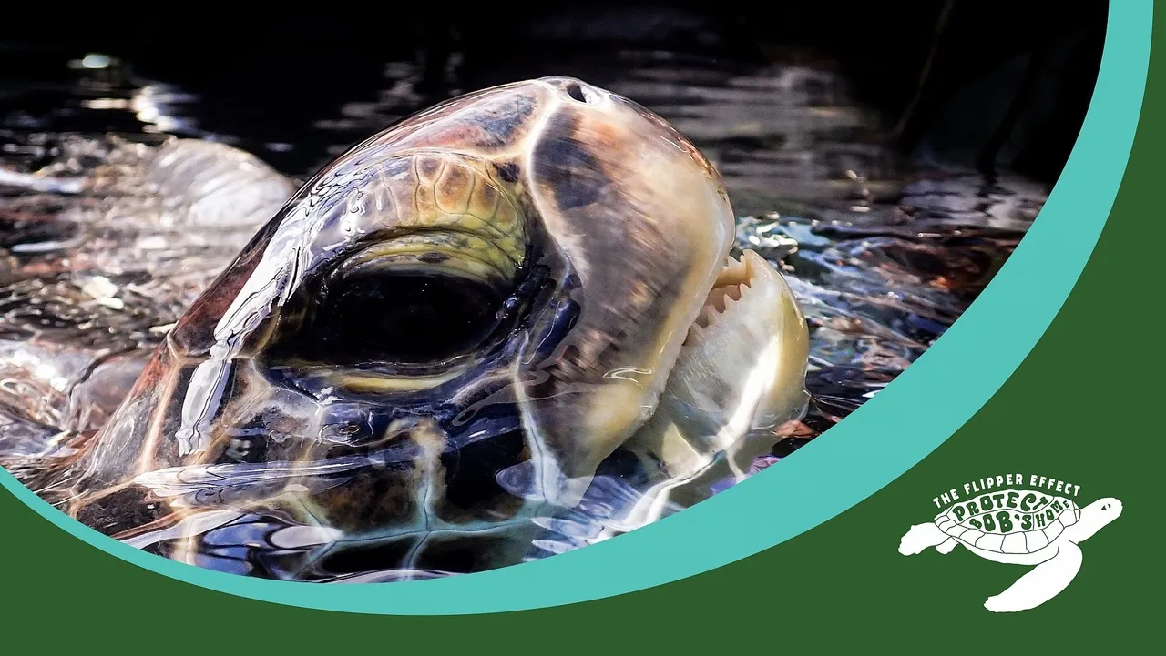 The final countdown: The next steps before Bob's potential release