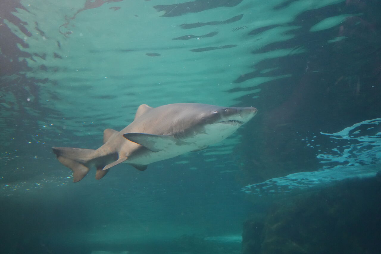 Ragged-tooth sharks: Ocean ambassadors