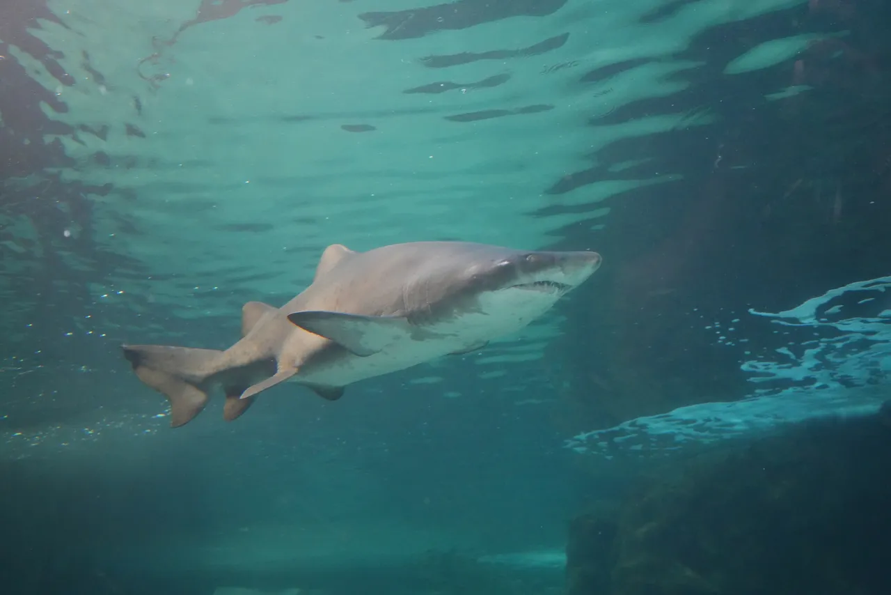 Ragged-tooth sharks: Ocean ambassadors