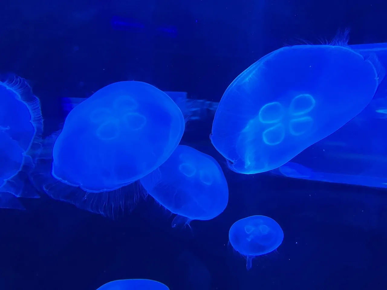 5 facts about jellyfish you probably didn't know