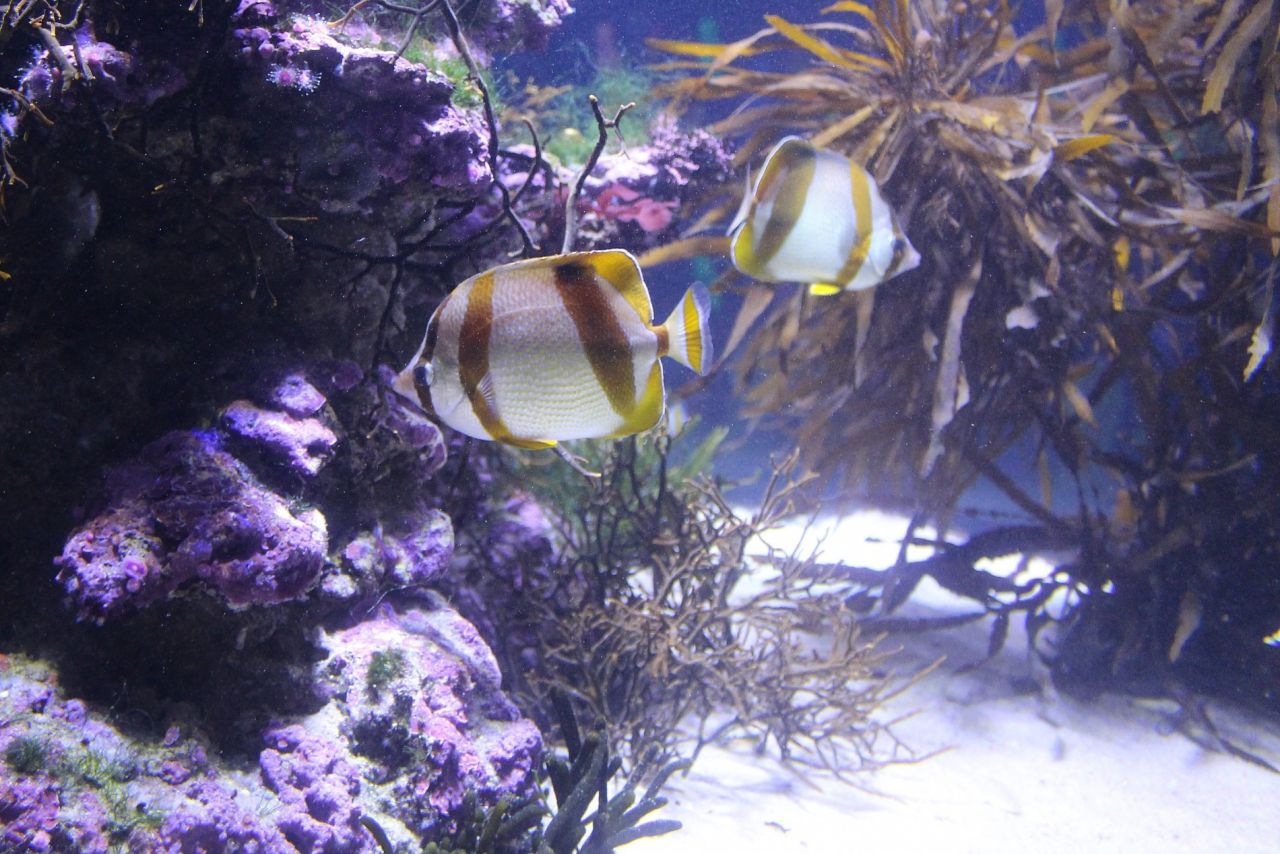 Five fish you might have missed on your Aquarium visit