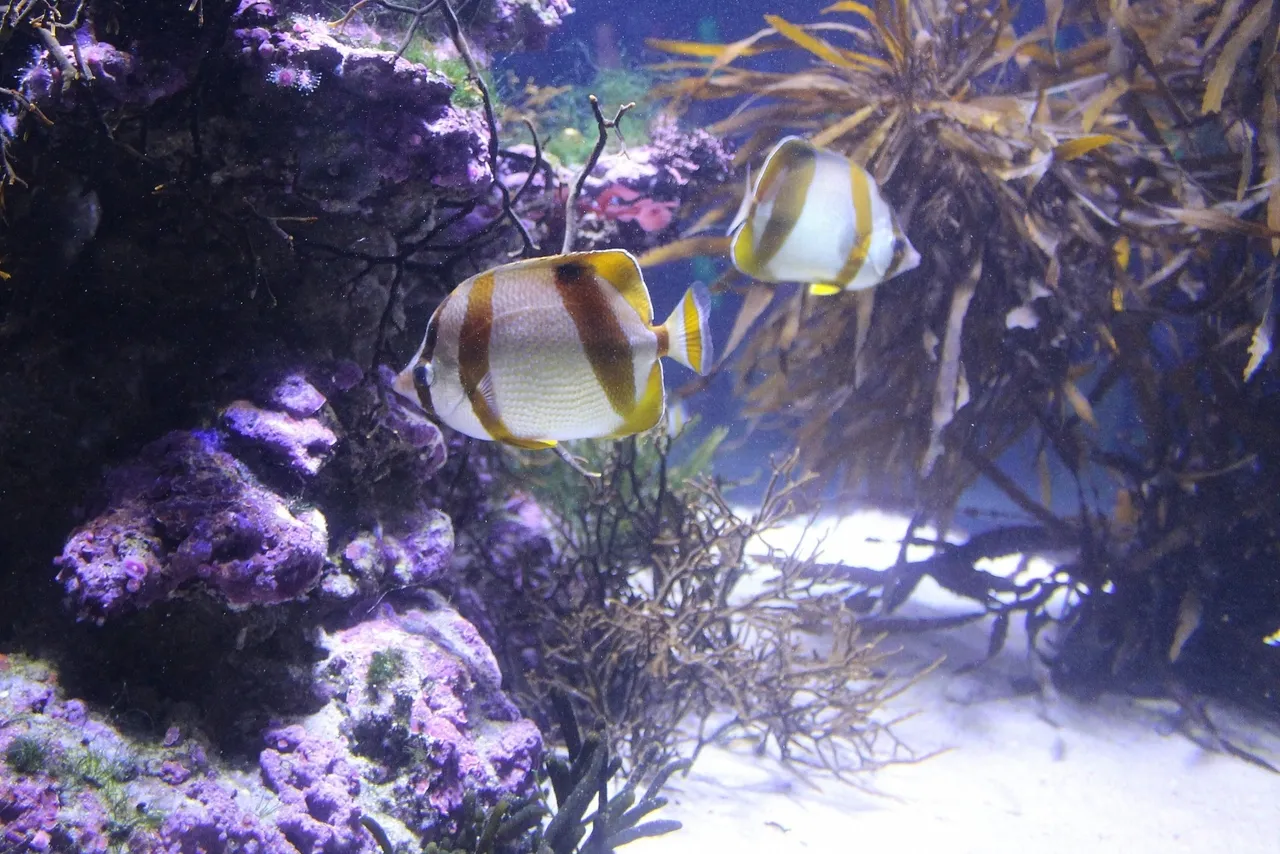 Five fish you might have missed on your Aquarium visit