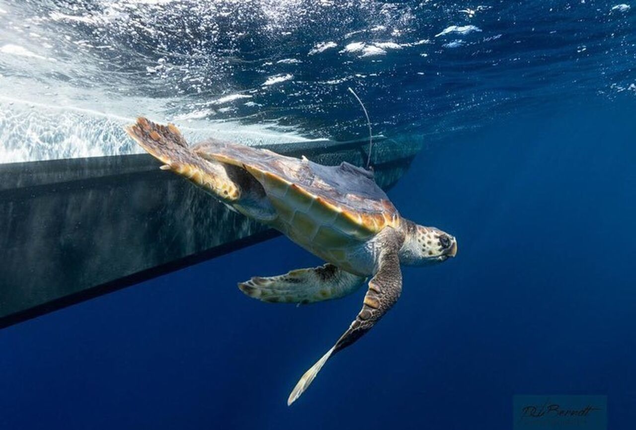 Follow tracks of released turtles Pan and Donny