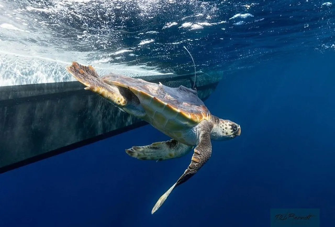 Follow the tracks of released turtles Pan and Donny