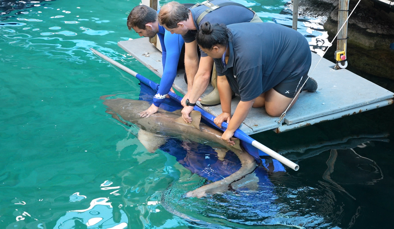Meet Jemma and Harper: Our new ragged-tooth sharks