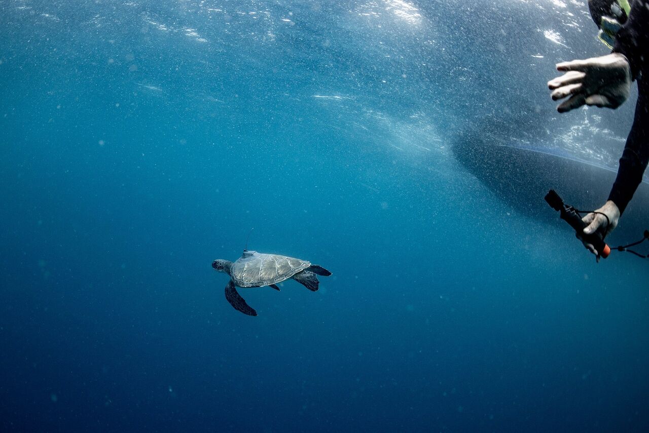 Following the turtle travels of Turbo - in partnership with Greenfish