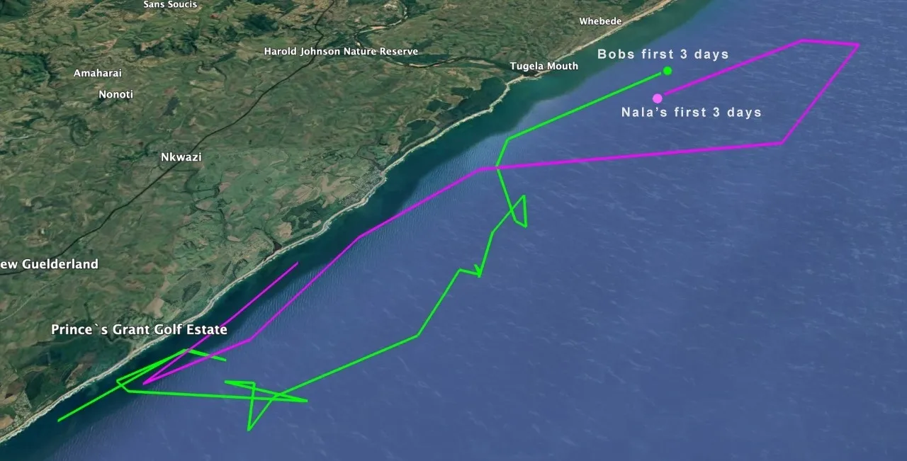 Thumbnail Nala and Bob