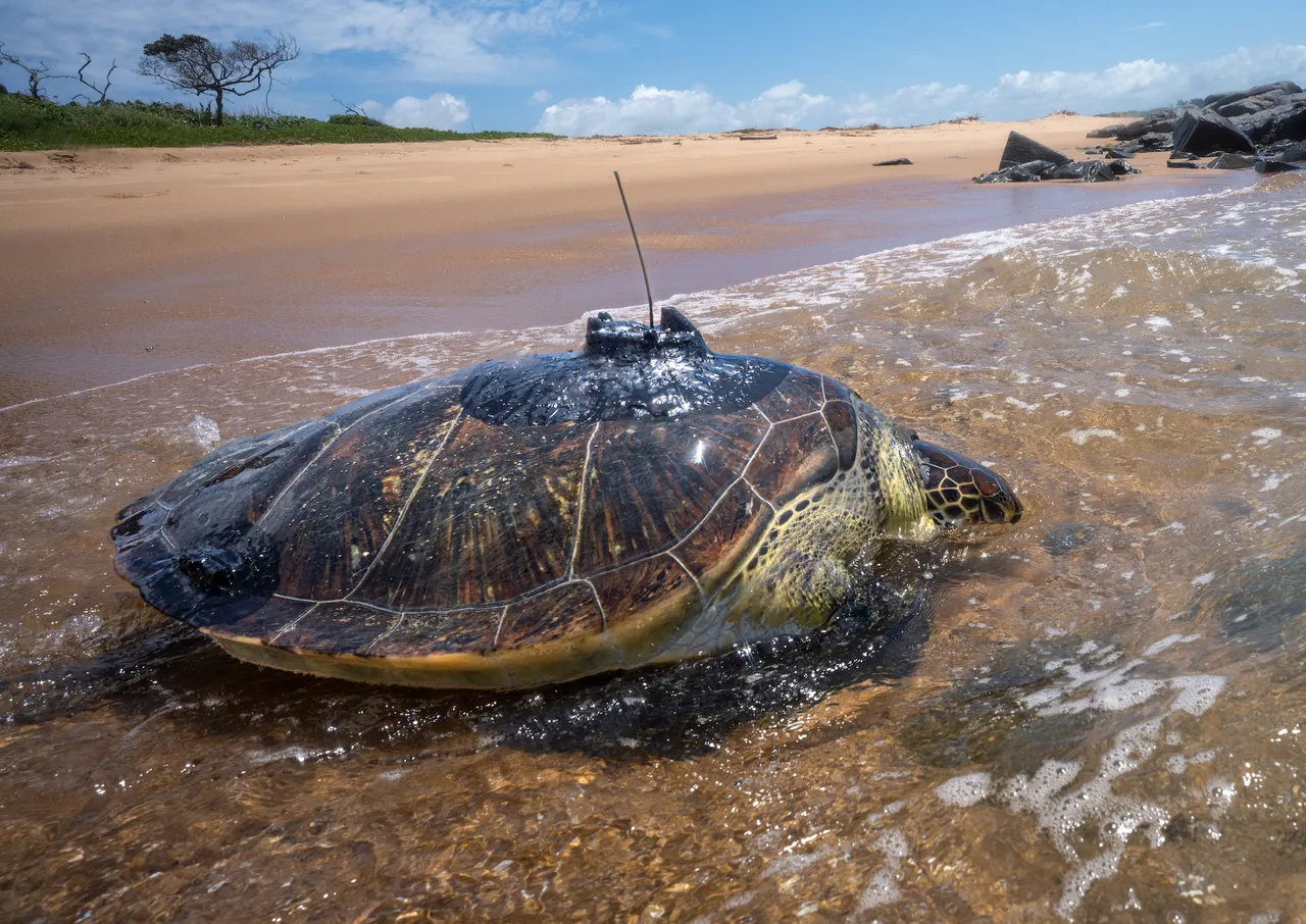 Tracking Bob: First few days back in the wild