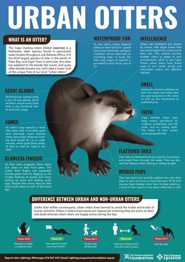 Otter Poster Final no bleed