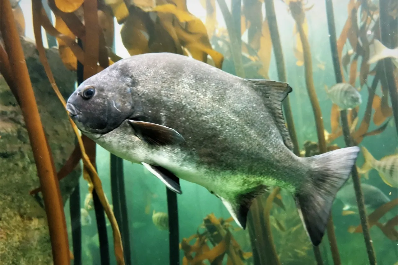 Aquarium galjoen by Devon Bowen