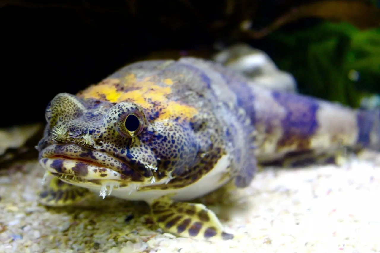 Toadfish aquarium
