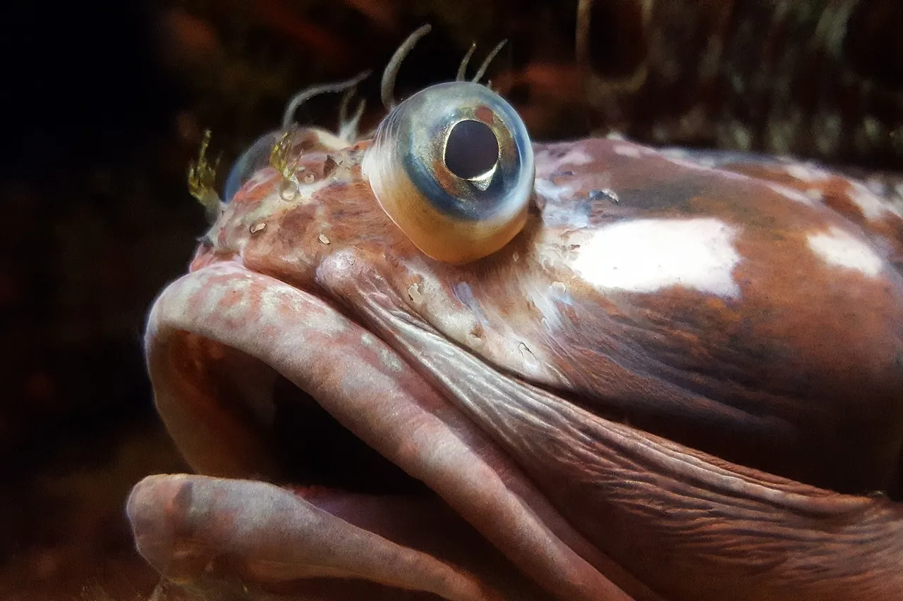 Sarcastic Fringehead Neoclinus blanchardi at the Monterey Bay Aquarium