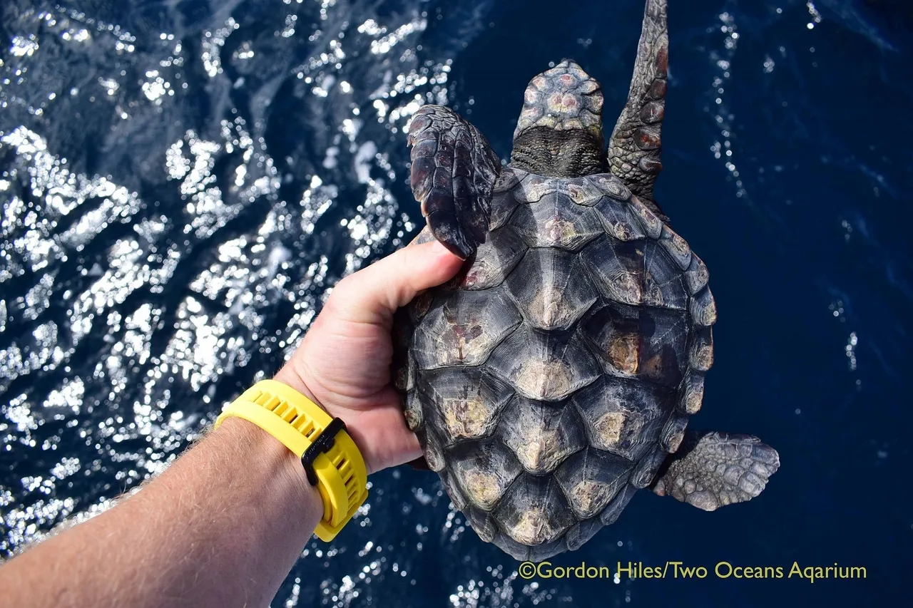 DSC 0430hiles yoshi loggerhead release two oceans aquarium