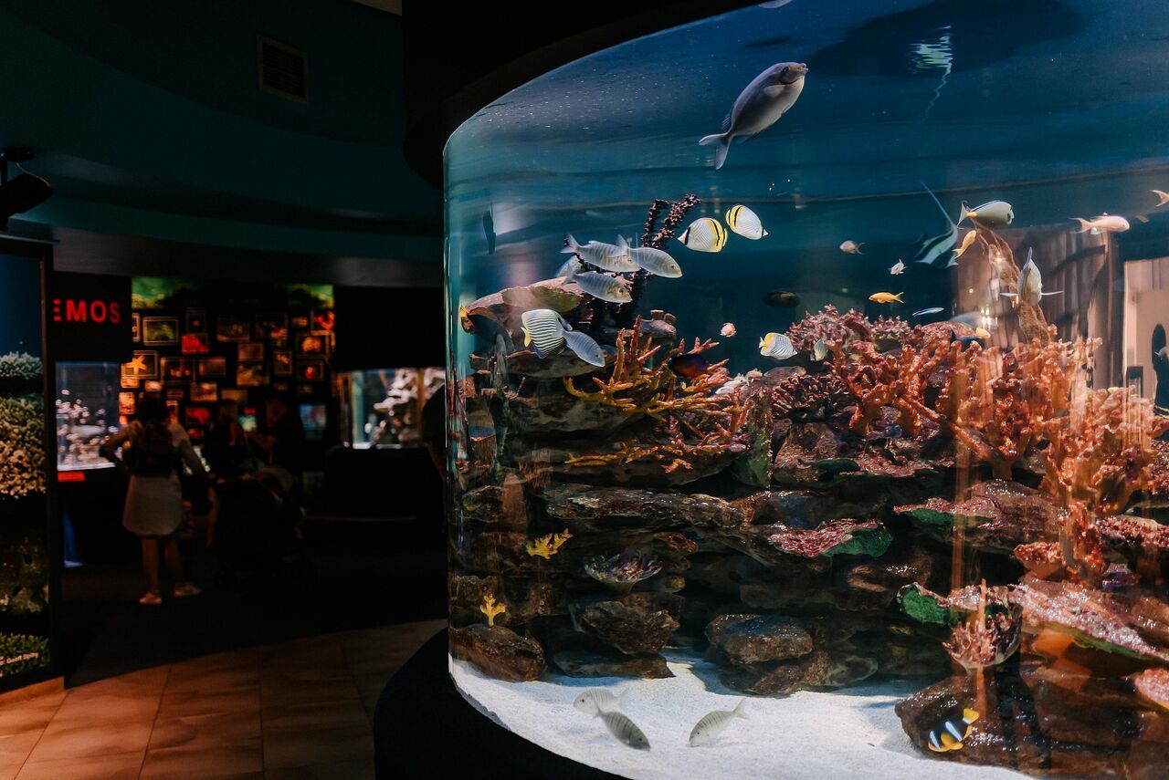 Members only! an evening at the two oceans aquarium on 18 and 19 december 2020