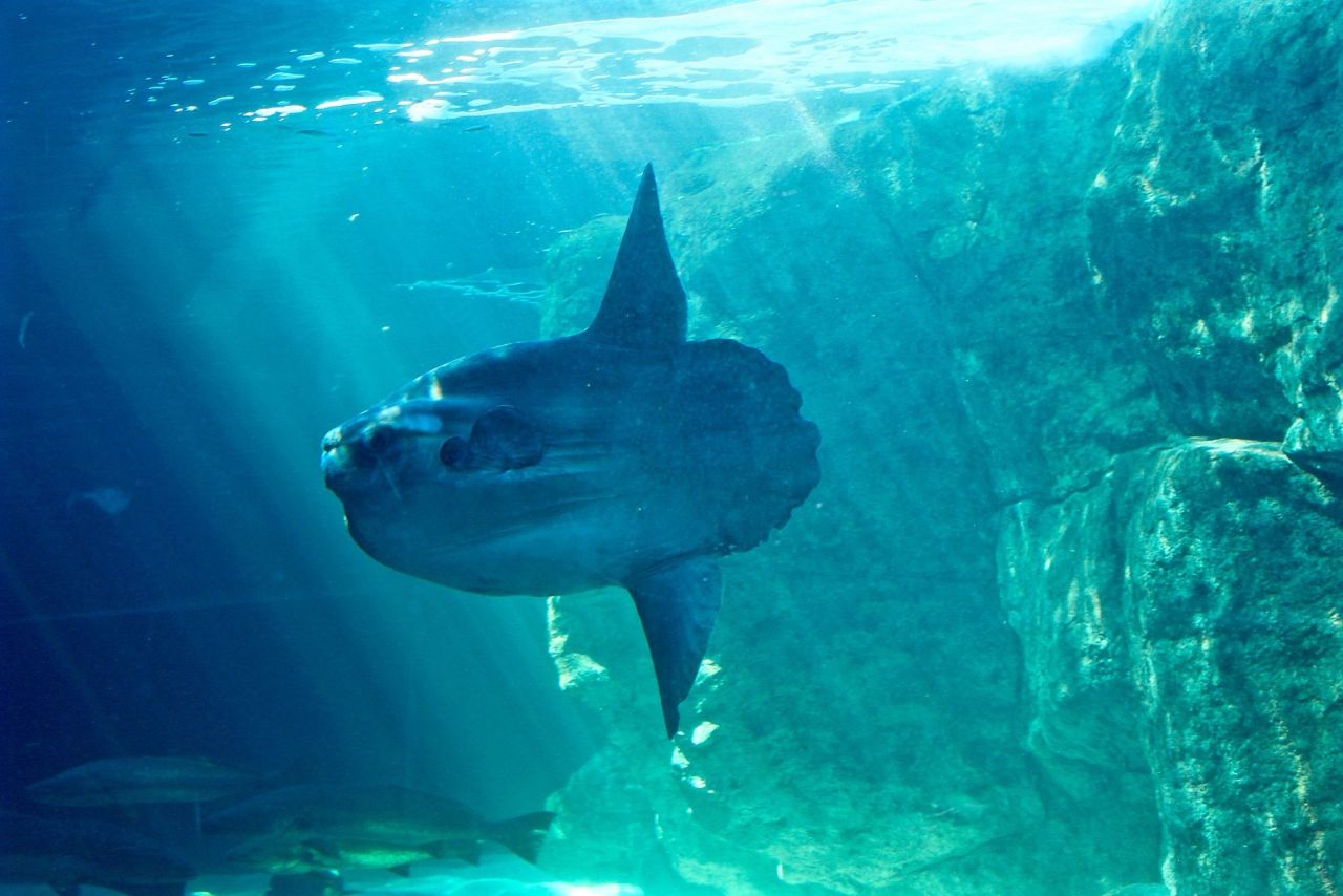 Ocean sunfish