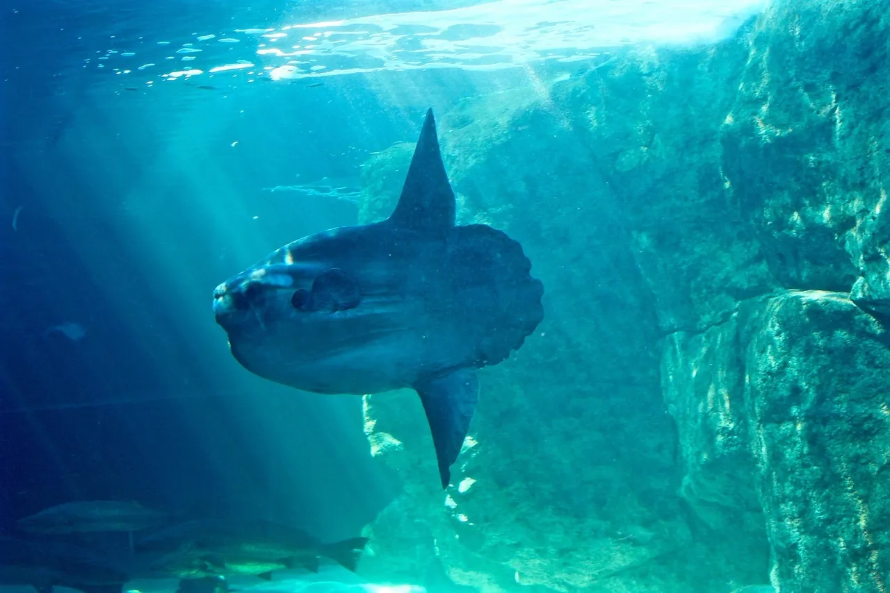 Ocean sunfish