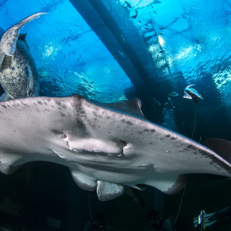 Two Oceans Aquarium: Media pack