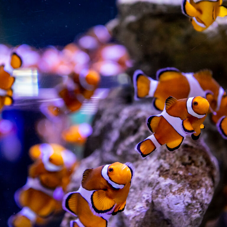 Two Oceans Aquarium: Media pack