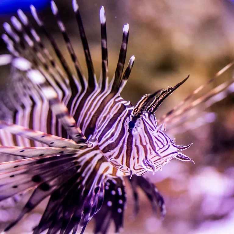 Two Oceans Aquarium: Media pack