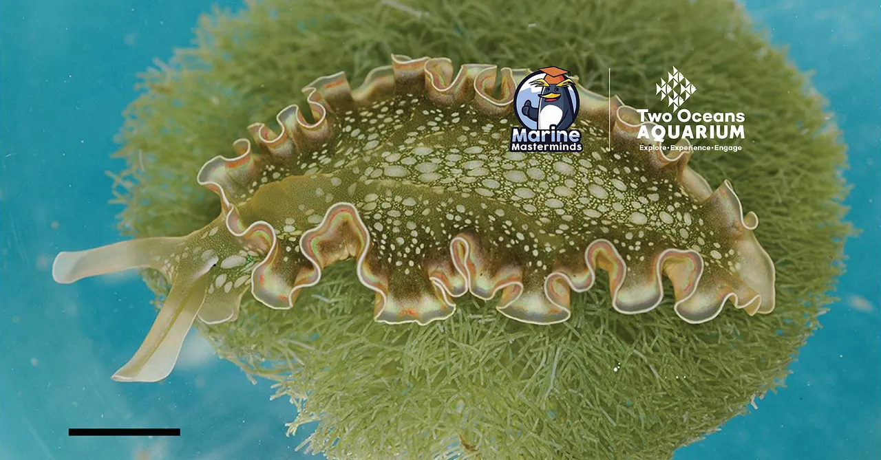 Social distancing: what do sea animals do when they can't go out to find food?