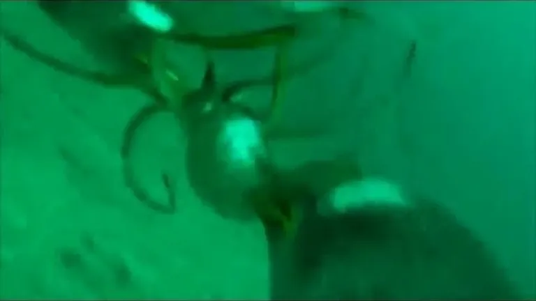 What do penguins eat?