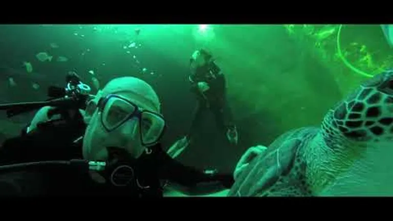 What's it like to scuba dive at the two oceans aquarium?