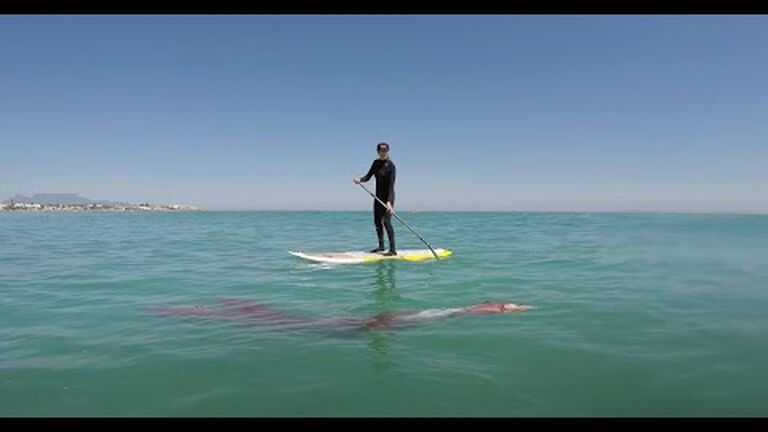 Everything you need to know about giant squids