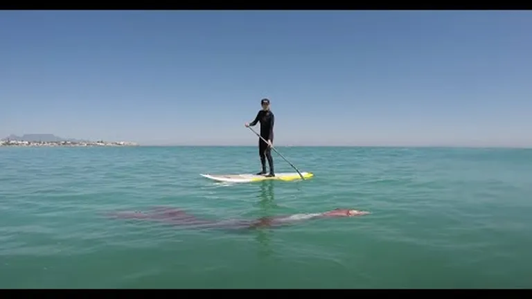 Everything you need to know about giant squids