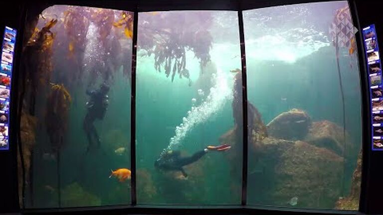 Reforesting the kelp forest exhibit