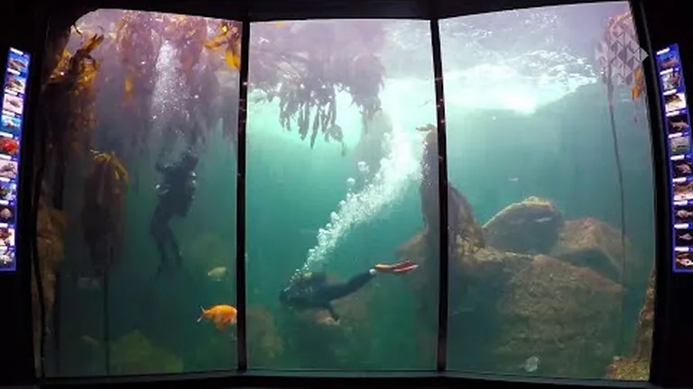 Reforesting the kelp forest exhibit