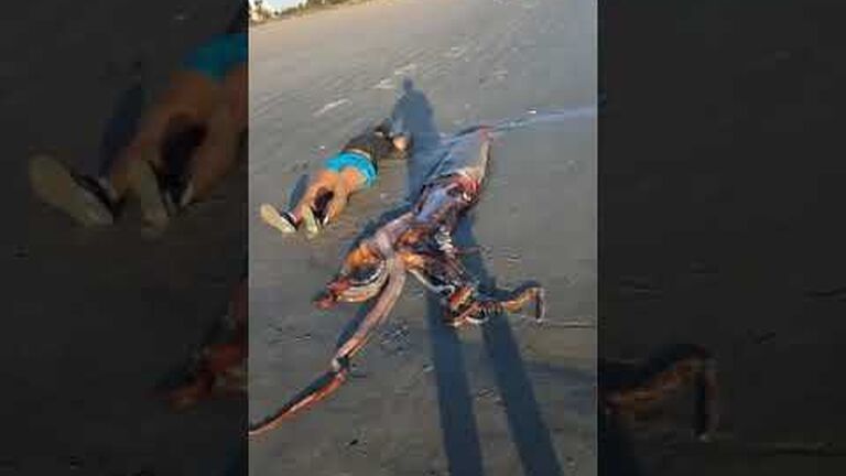 Everything you need to know about giant squids