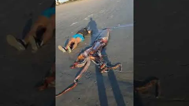 Everything you need to know about giant squids