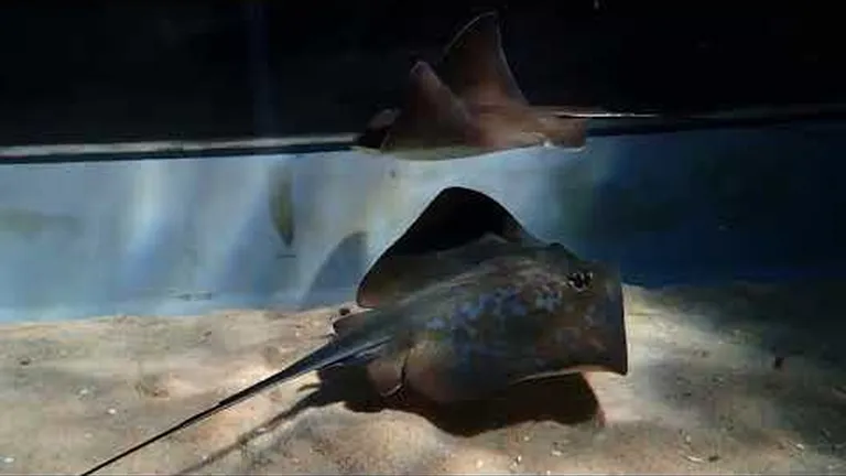 What’s it like to do a PADI Open Water scuba diving course at the Aquarium?