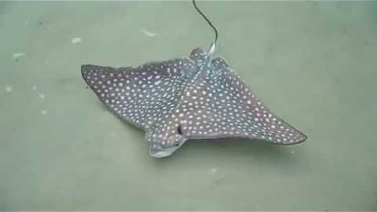 Eagle rays: everything you need to know about the ocean's cutest ray